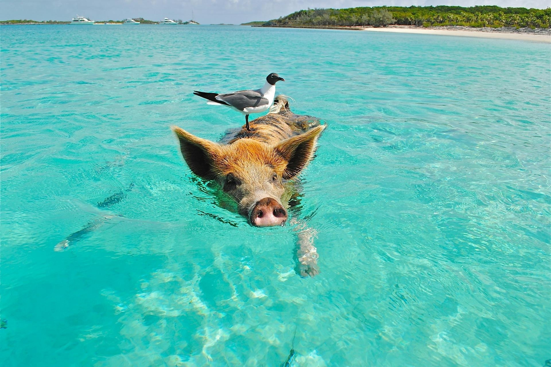 swimming with pigs Bahamas