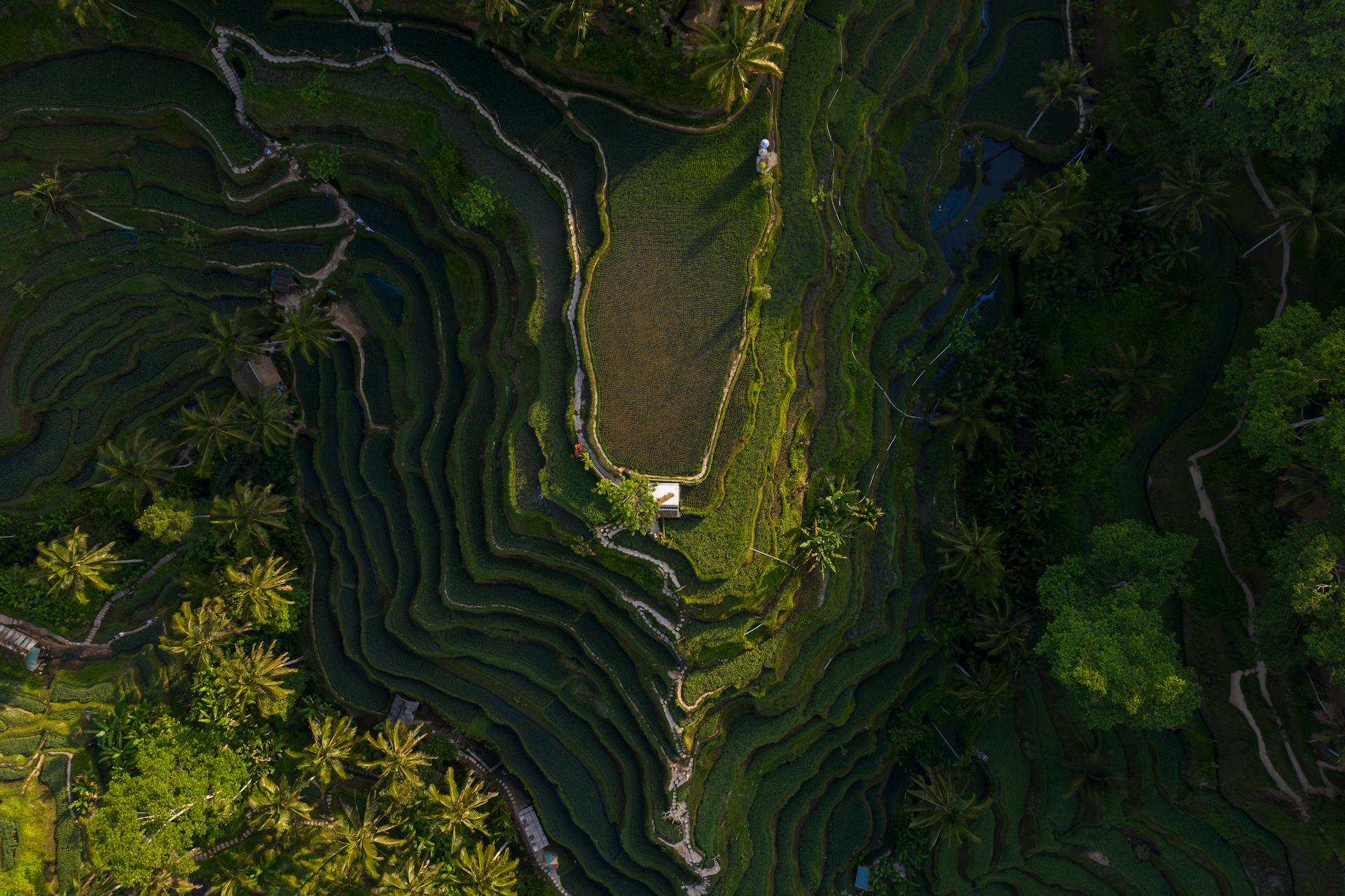 Rice Terraces in Ubud