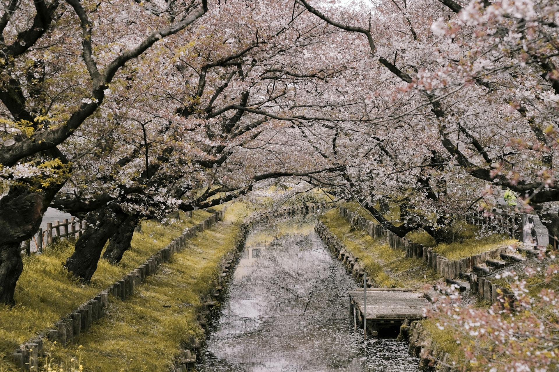 cherry blossom season in Japan